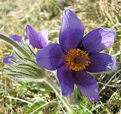 Küchen- oder Kuhschelle (Pulsatilla vulgaris) Küchen- oder Kuhschelle (Pulsatilla vulgaris)