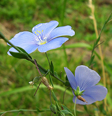 Stauden-Lein (Linum perenne) Stauden-Lein (Linum perenne)