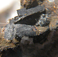 Лимбургит с Лимберга c хрустальным 'Аугит'