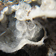 Лимбургит с Лимберга c хрустальными Лимбургит с Лимберга c хрустальными