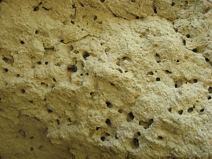 Стена из лёсса усеяна выходными отверстиями насекомых Стена из лёсса усеяна выходными отверстиями насекомых