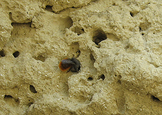 Деталь стены показывая одинокую пчелу Деталь стены показывая одинокую пчелу