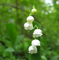 Maiglöckchen (Convallaria majalis) Maiglöckchen (Convallaria majalis)