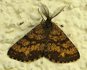 Heidespanner (Ematurga atomaria) Heidespanner (Ematurga atomaria)