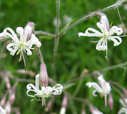 Nickendes Leimkraut (Silene nutans) Nickendes Leimkraut (Silene nutans)