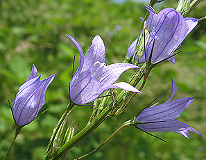 Rapunzel-Glockenblume (Campanula rapunculus) Rapunzel-Glockenblume (Campanula rapunculus)