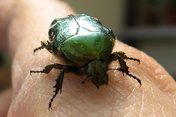 бронзовка (Cetonia aurata) бронзовка (Cetonia aurata)