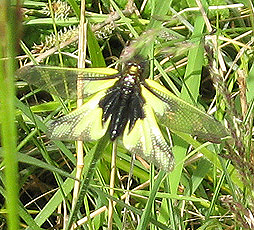 Libellen-Schmetterlingshaft (Libelloides coccajus) Libellen-Schmetterlingshaft (Libelloides coccajus)