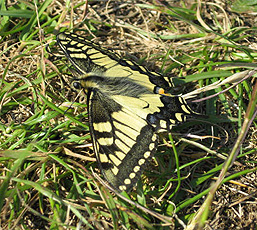 Schwalbenschwanz (Papilio machaon) Schwalbenschwanz (Papilio machaon)