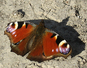 Tagpfauenauge (Inachis io) Tagpfauenauge (Inachis io)