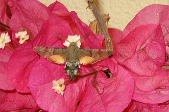 Taubenschwänzchen (Macroglossum stellatarum) Taubenschwänzchen (Macroglossum stellatarum)