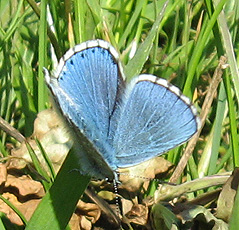 Himmelblauer Bläuling(Polyommatus bellargus ♀) Himmelblauer Bläuling(Polyommatus bellargus ♀)
