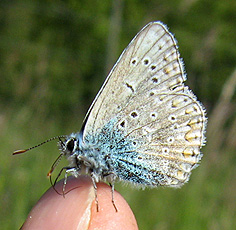 Hauhechel-Bläuling(Polyommatus icarus) Hauhechel-Bläuling(Polyommatus icarus)