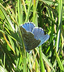 Himmelblauer Bläuling(Polyommatus bellargus) Himmelblauer Bläuling(Polyommatus bellargus)