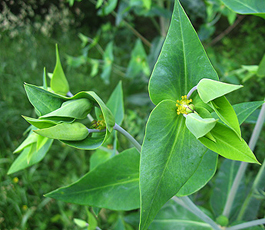 Unbekannte Wolfsmilch (Euphorbia ?) Unbekannte Wolfsmilch (Euphorbia ?)