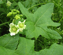 Rotbeerige Zaunrübe (Bryonia dioica) Rotbeerige Zaunrübe (Bryonia dioica)