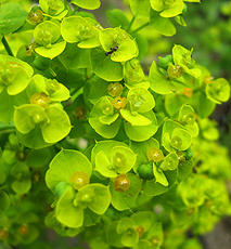 Zypressen-Wolfsmilch (Euphorbia cyparissias) Zypressen-Wolfsmilch (Euphorbia cyparissias)
